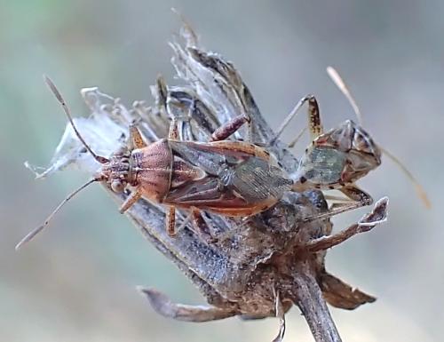 Stictopleurus pictus